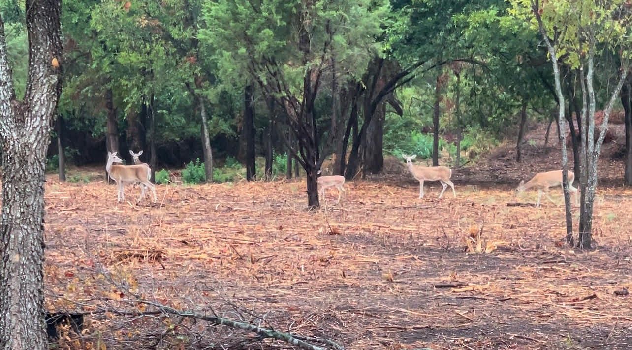 Whitetail deer grazing in the wooded interior of the property