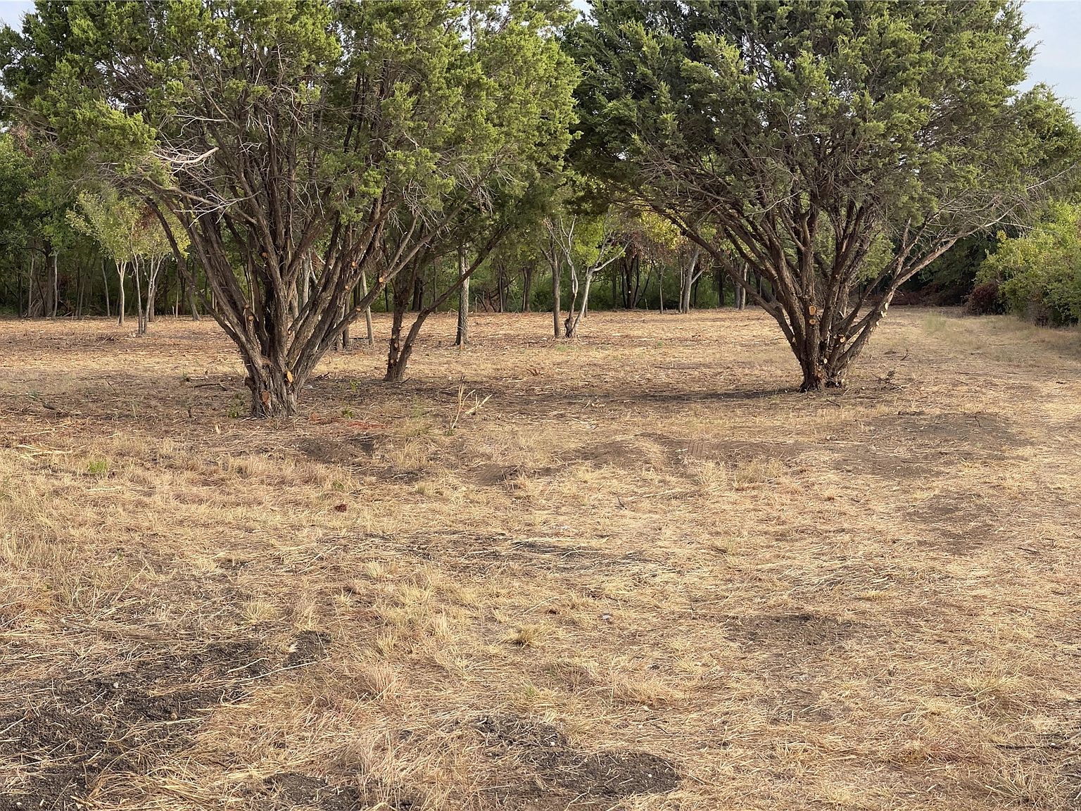 Mature cedar and hardwood trees over cleared ground on the acreage